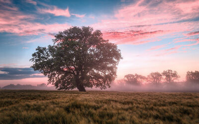 Waarom we massaal wegkijken bij klimaatverandering