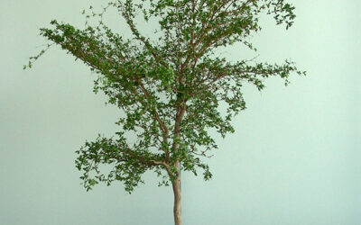 Positieve verhalen voor een beter klimaat